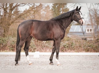 Koń westfalski, Klacz, 5 lat, 180 cm, Ciemnogniada