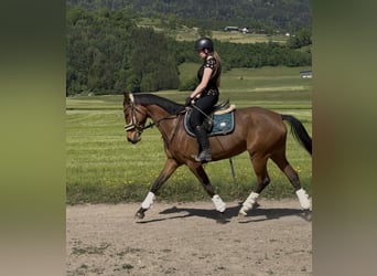 Koń westfalski, Klacz, 6 lat, 157 cm, Gniada