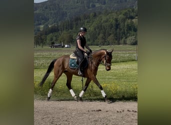 Koń westfalski, Klacz, 6 lat, 157 cm, Gniada