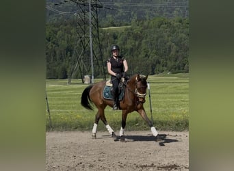 Koń westfalski, Klacz, 6 lat, 157 cm, Gniada