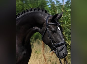 Koń westfalski, Klacz, 6 lat, 157 cm, Kara