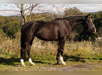 Koń westfalski, Klacz, 6 lat, 160 cm, Kara