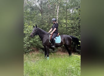 Koń westfalski, Klacz, 6 lat, 162 cm, Ciemnogniada