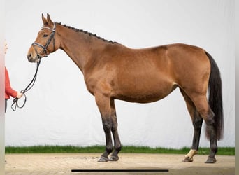 Koń westfalski, Klacz, 6 lat, 162 cm, Gniada