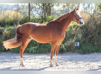 Koń westfalski, Klacz, 6 lat, 162 cm, Kasztanowata