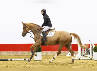 Koń westfalski, Klacz, 6 lat, 162 cm