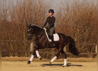 Koń westfalski, Klacz, 6 lat, 163 cm, Kara