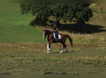 Koń westfalski, Klacz, 6 lat, 163 cm, Kasztanowata