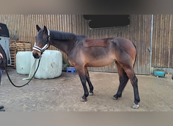 Koń westfalski, Klacz, 6 lat, 164 cm, Gniada