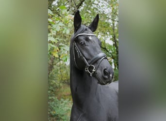 Koń westfalski, Klacz, 6 lat, 164 cm, Kara