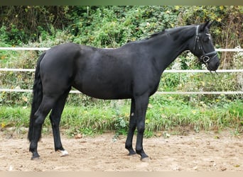 Koń westfalski, Klacz, 6 lat, 164 cm, Kara