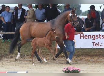 Koń westfalski, Klacz, 6 lat, 165 cm, Gniada