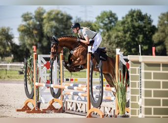 Koń westfalski, Klacz, 6 lat, 165 cm, Gniada