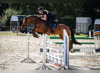 Koń westfalski, Klacz, 6 lat, 165 cm, Gniada