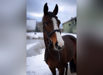 Koń westfalski, Klacz, 6 lat, 166 cm, Ciemnogniada