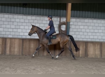 Koń westfalski, Klacz, 6 lat, 166 cm, Gniada