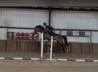 Koń westfalski, Klacz, 6 lat, 166 cm, Gniada