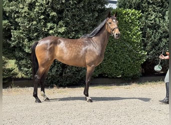 Koń westfalski, Klacz, 6 lat, 166 cm, Gniada