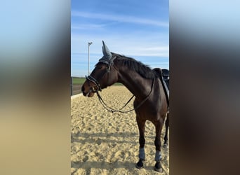 Koń westfalski, Klacz, 6 lat, 166 cm, Gniada