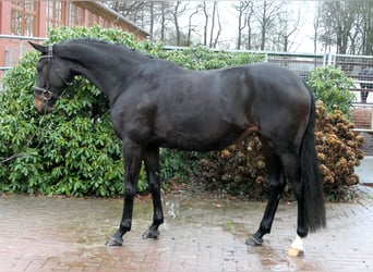 Koń westfalski, Klacz, 6 lat, 167 cm, Ciemnogniada