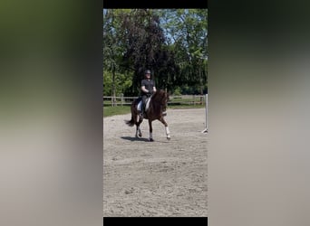 Koń westfalski, Klacz, 6 lat, 167 cm, Ciemnokasztanowata
