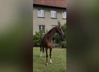 Koń westfalski, Klacz, 6 lat, 167 cm, Ciemnokasztanowata