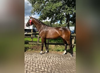 Koń westfalski, Klacz, 6 lat, 167 cm, Gniada