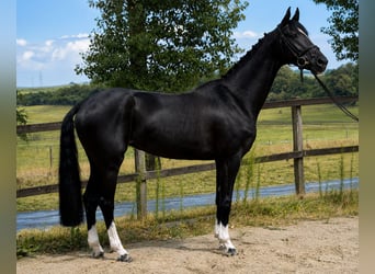 Koń westfalski, Klacz, 6 lat, 167 cm, Kara