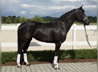 Koń westfalski, Klacz, 6 lat, 167 cm, Kara
