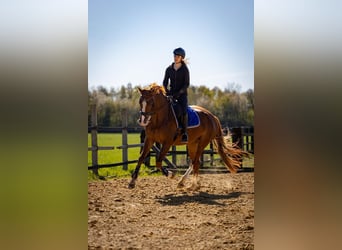 Koń westfalski, Klacz, 6 lat, 167 cm, Kasztanowata