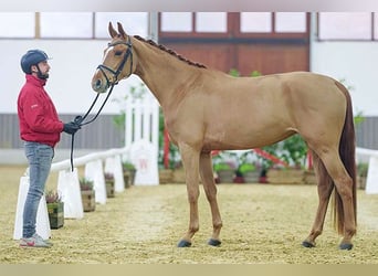 Koń westfalski, Klacz, 6 lat, 167 cm, Kasztanowata