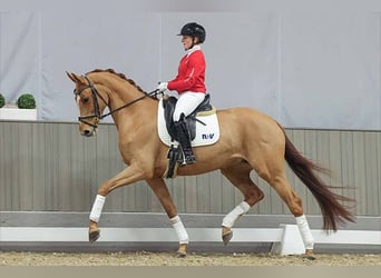 Koń westfalski, Klacz, 6 lat, 167 cm, Kasztanowata