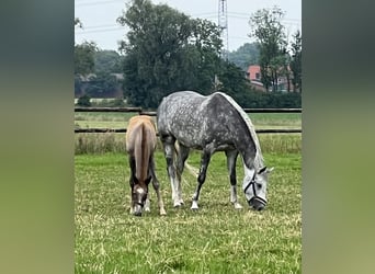 Koń westfalski, Klacz, 6 lat, 167 cm, Siwa