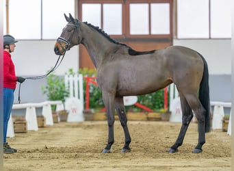 Koń westfalski, Klacz, 6 lat, 167 cm, Skarogniada