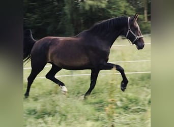 Koń westfalski, Klacz, 6 lat, 168 cm, Ciemnogniada