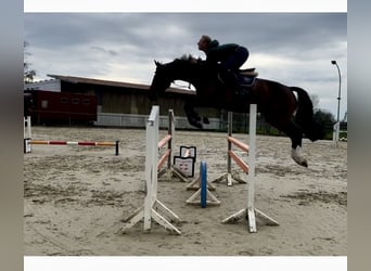 Koń westfalski, Klacz, 6 lat, 168 cm, Ciemnogniada