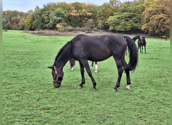 Koń westfalski, Klacz, 6 lat, 168 cm, Ciemnogniada