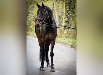 Koń westfalski, Klacz, 6 lat, 168 cm, Ciemnogniada