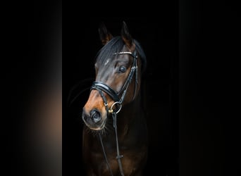 Koń westfalski, Klacz, 6 lat, 168 cm, Ciemnogniada
