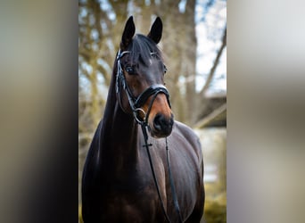 Koń westfalski, Klacz, 6 lat, 168 cm, Ciemnogniada