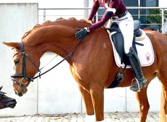 Koń westfalski, Klacz, 6 lat, 168 cm, Ciemnokasztanowata