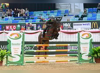 Koń westfalski, Klacz, 6 lat, 168 cm, Gniada