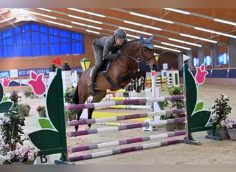 Koń westfalski, Klacz, 6 lat, 168 cm, Gniada