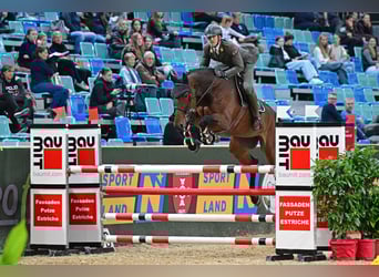 Koń westfalski, Klacz, 6 lat, 168 cm, Gniada