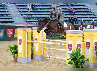 Koń westfalski, Klacz, 6 lat, 168 cm, Gniada