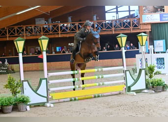 Koń westfalski, Klacz, 6 lat, 168 cm, Gniada
