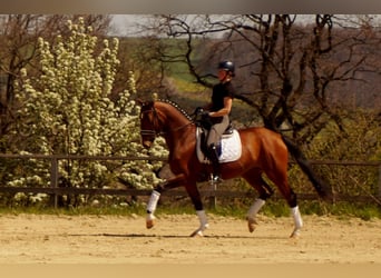 Koń westfalski, Klacz, 6 lat, 168 cm, Gniada