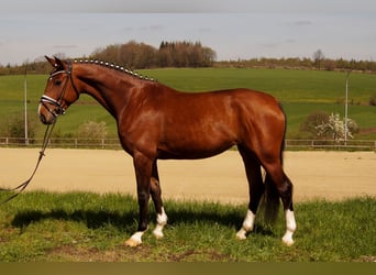 Koń westfalski, Klacz, 6 lat, 168 cm, Gniada