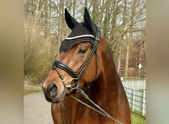 Koń westfalski, Klacz, 6 lat, 168 cm, Gniada