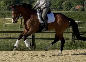 Koń westfalski, Klacz, 6 lat, 168 cm, Gniada